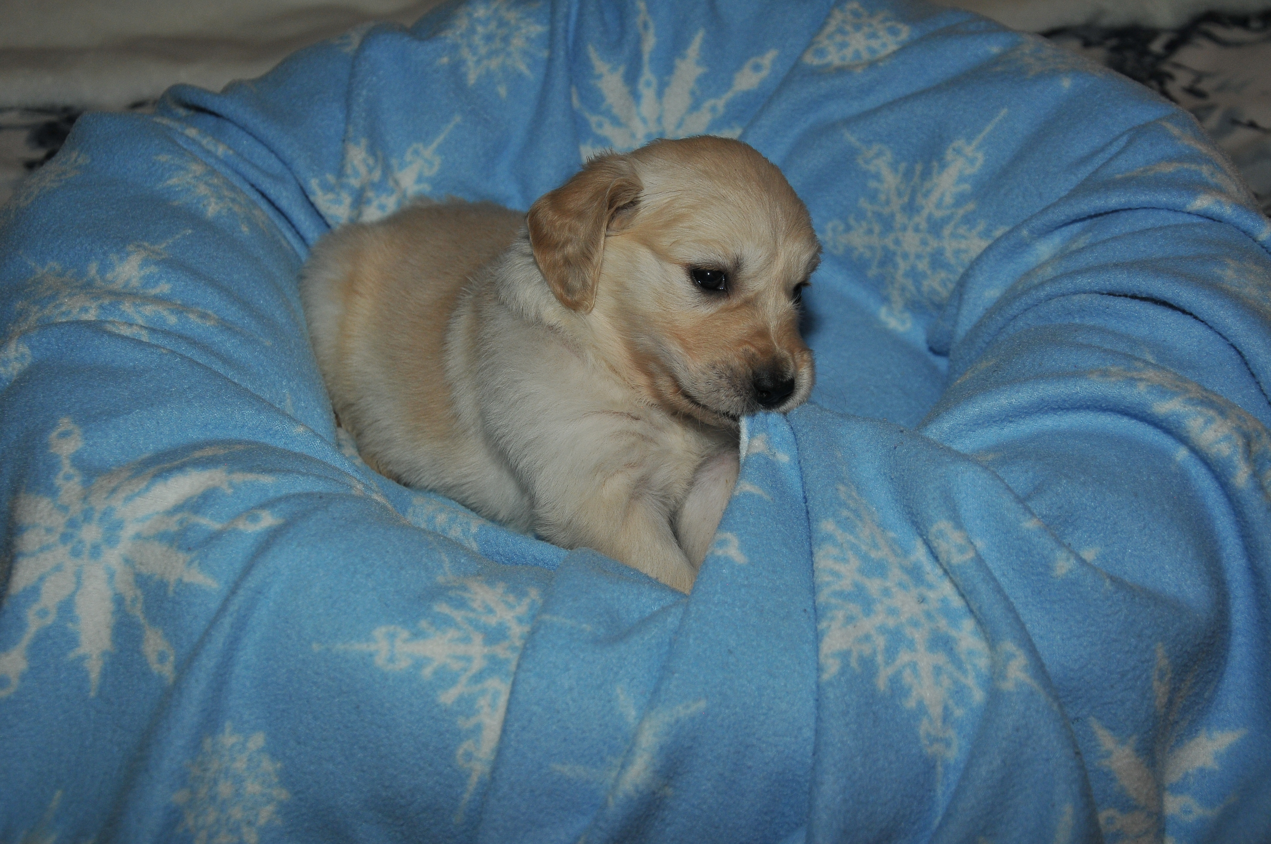 Second photo of Milo, a cute Golden Retriever puppy.